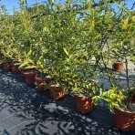 Vŕba čiernokvetá (Salix gracilistyla melanostachys) ´KUROME´ - výška 70-100 cm, kont. C3L